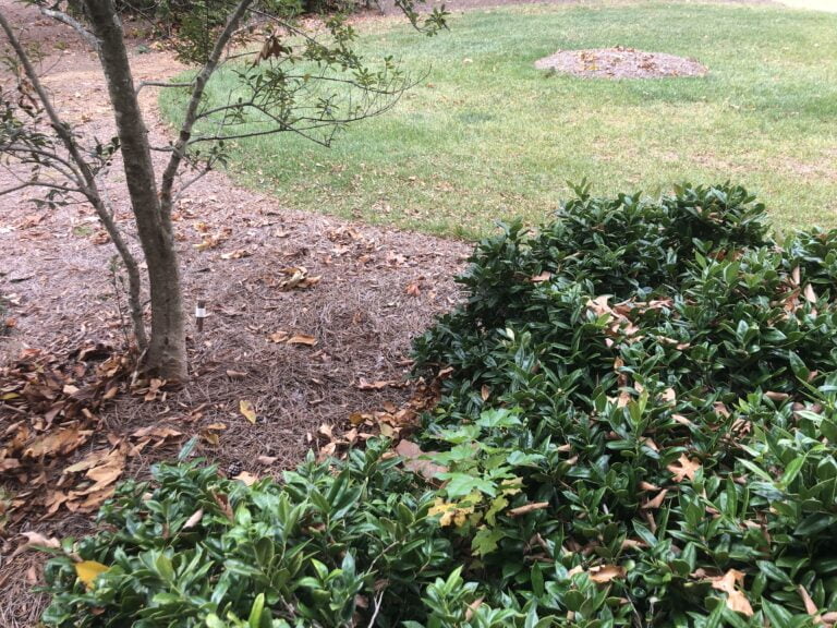 Start of 2022 Loose Leaf Collection