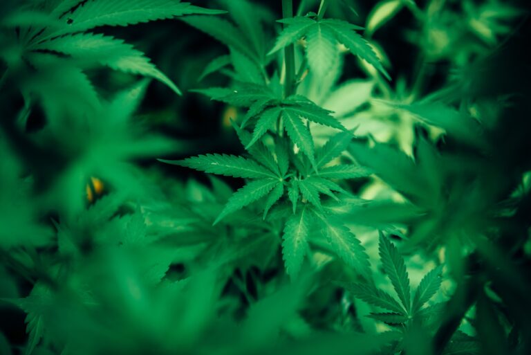 <strong>Cannabis holds promise for pain management, reducing the need for opioid painkillers – a neuropharmacology expert explains how</strong>
